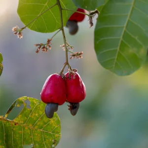 vom Achterhof Cashewkerne 250g – Bild 3